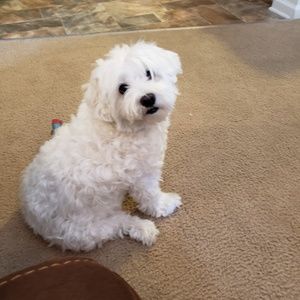 Meet your Posher, Ray